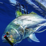roosterfish-golfo-dulce-costa-rica