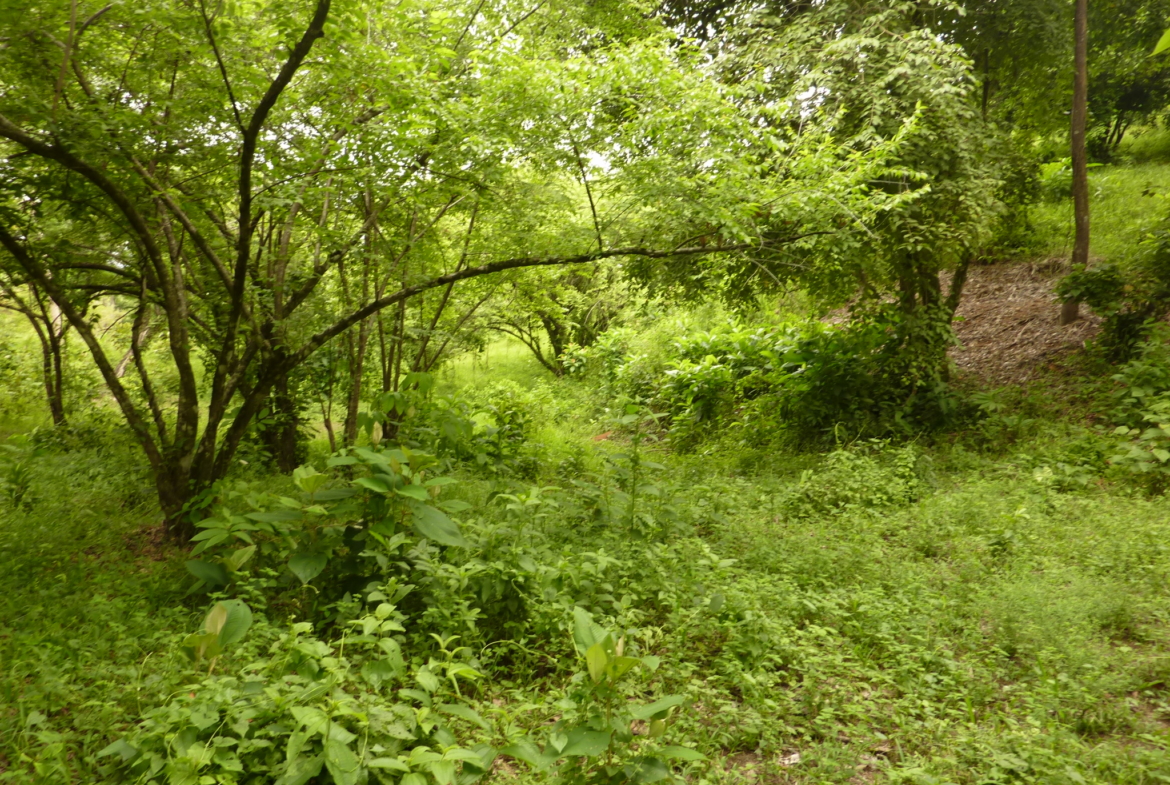 ballena-farm-uvita-costa-rica