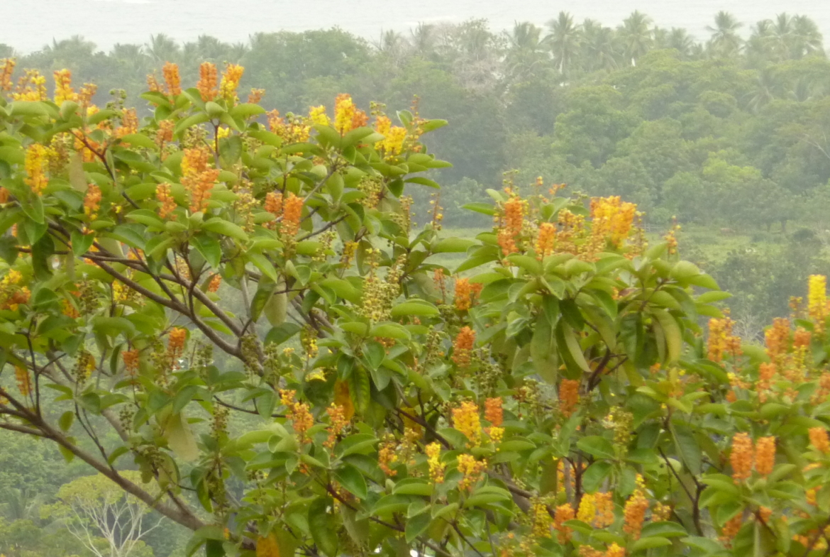 ballena-farm-uvita-costa-rica