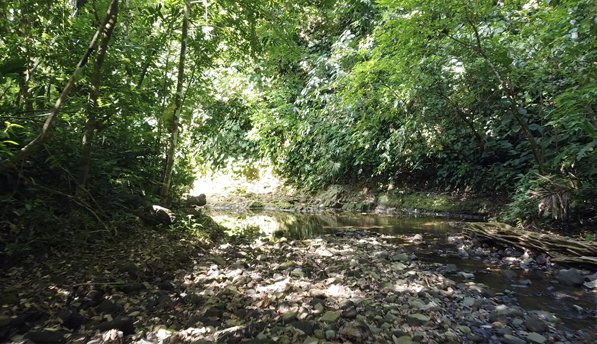 cuervito-pavones-finca-dulce-pure-water