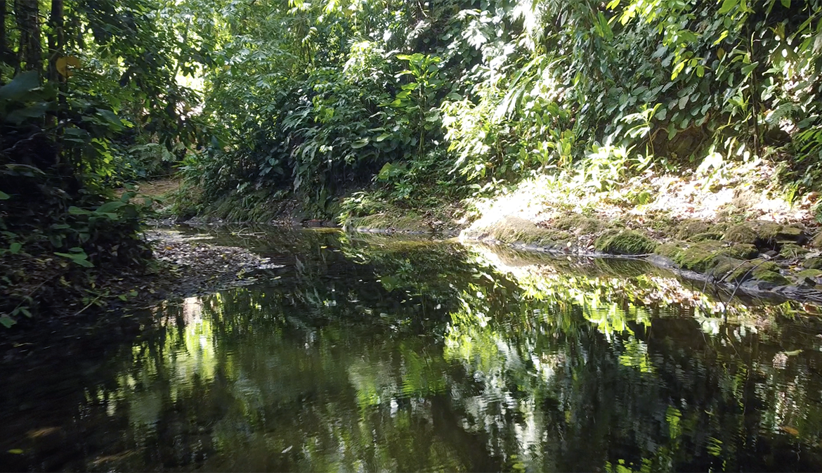 cuervito-pavones-finca-dulce-pure-water