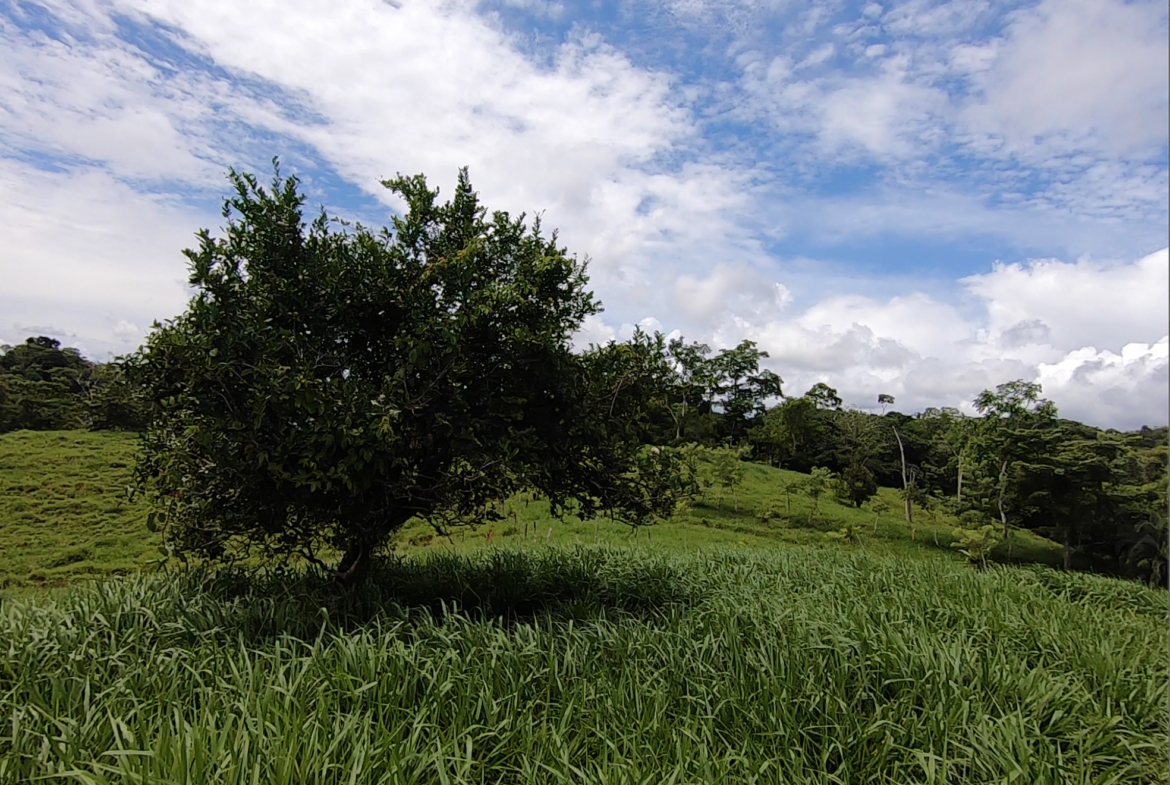 vista-dulce-cuervito-pavones-20-acre-finca