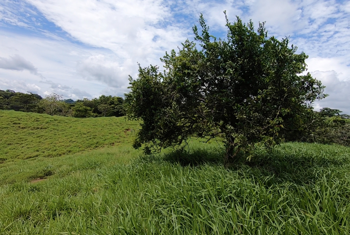 vista-dulce-cuervito-pavones