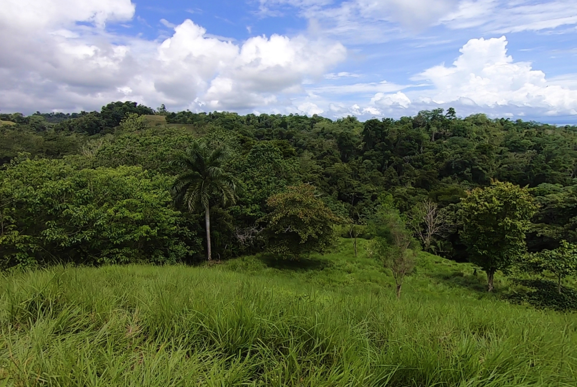 vista-dulce-cuervito-pavones-20-acre-finca