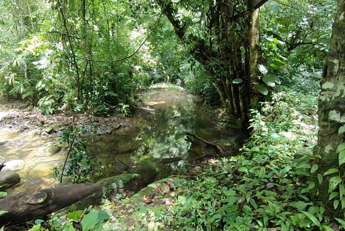 vista-dulce-finca-pavones-cuervito-river