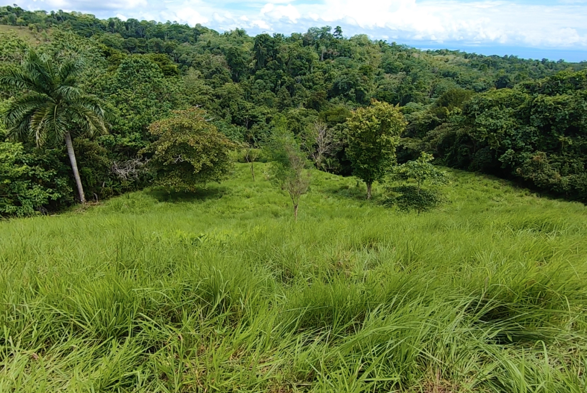 vista-dulce-pavones-20-acre-finca-1-2