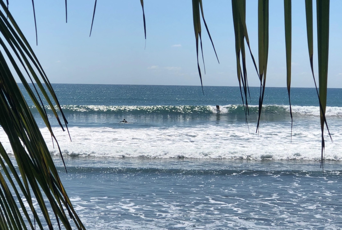 coconut-shakk-pavones-costa-rica