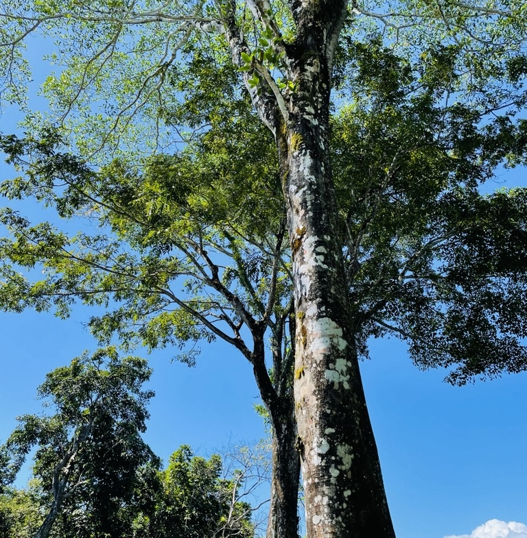 Casa-Santa-Clara-Pavones-Costa-Rica