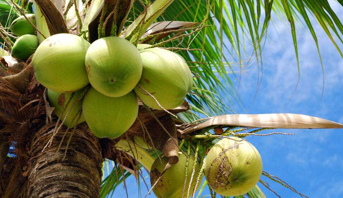 vista-dulce-pavones-star-fruit-permaculture