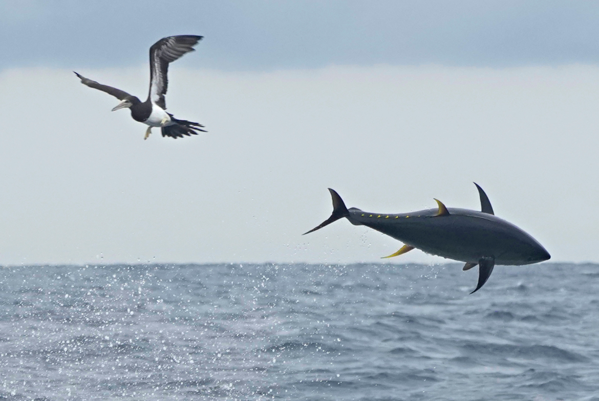 zancudo-lodge-fishing-tuna-jump