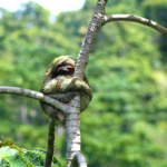 sloth-pavones-hugging