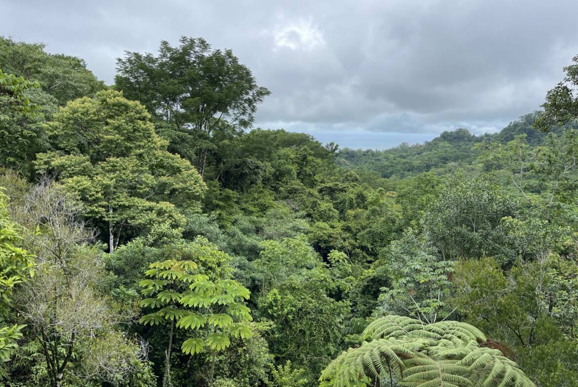 sunset-oceanview-home-&-guest-cabin-surrounded-by-rainforest