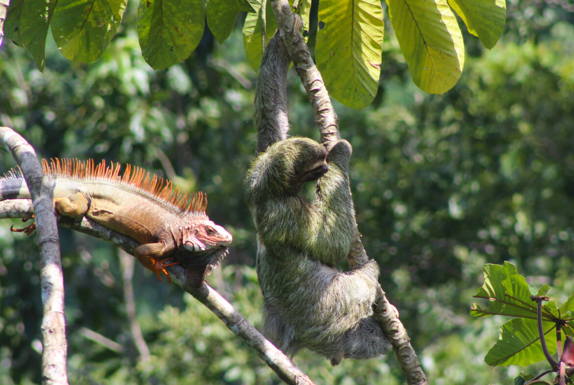 House-and-Pool-With-Ocean-View-pavones-sloth-iguana