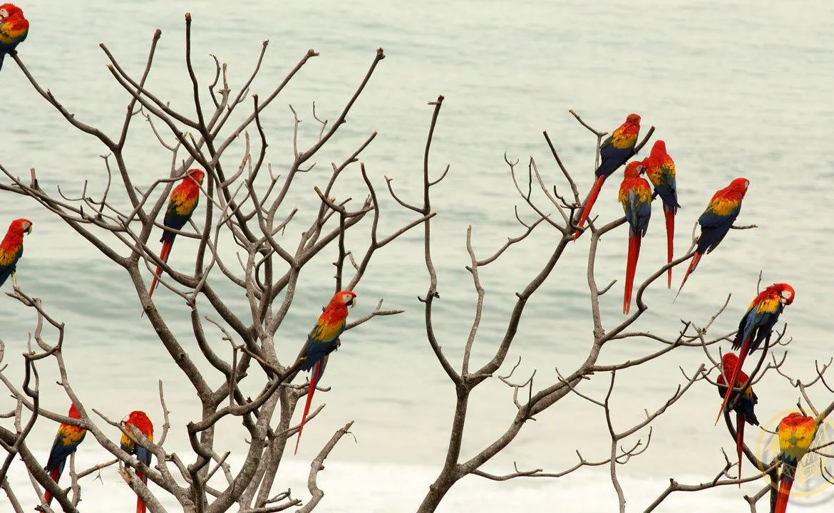 oceanfront-jungle-eco-lodge-costa-rica