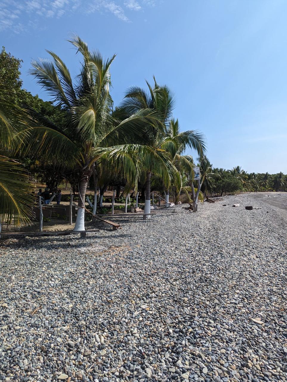 2_Beach_Front_Saldita_Lots_for_Sale_Beach_View_Coco_Trees