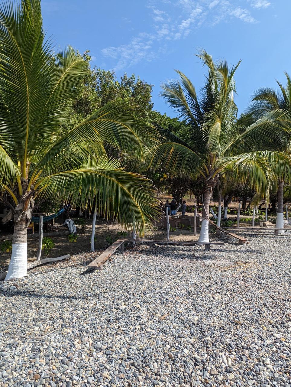 2_Beach_Front_Saldita_Lots_for_Sale_Beach_View_Trees_1
