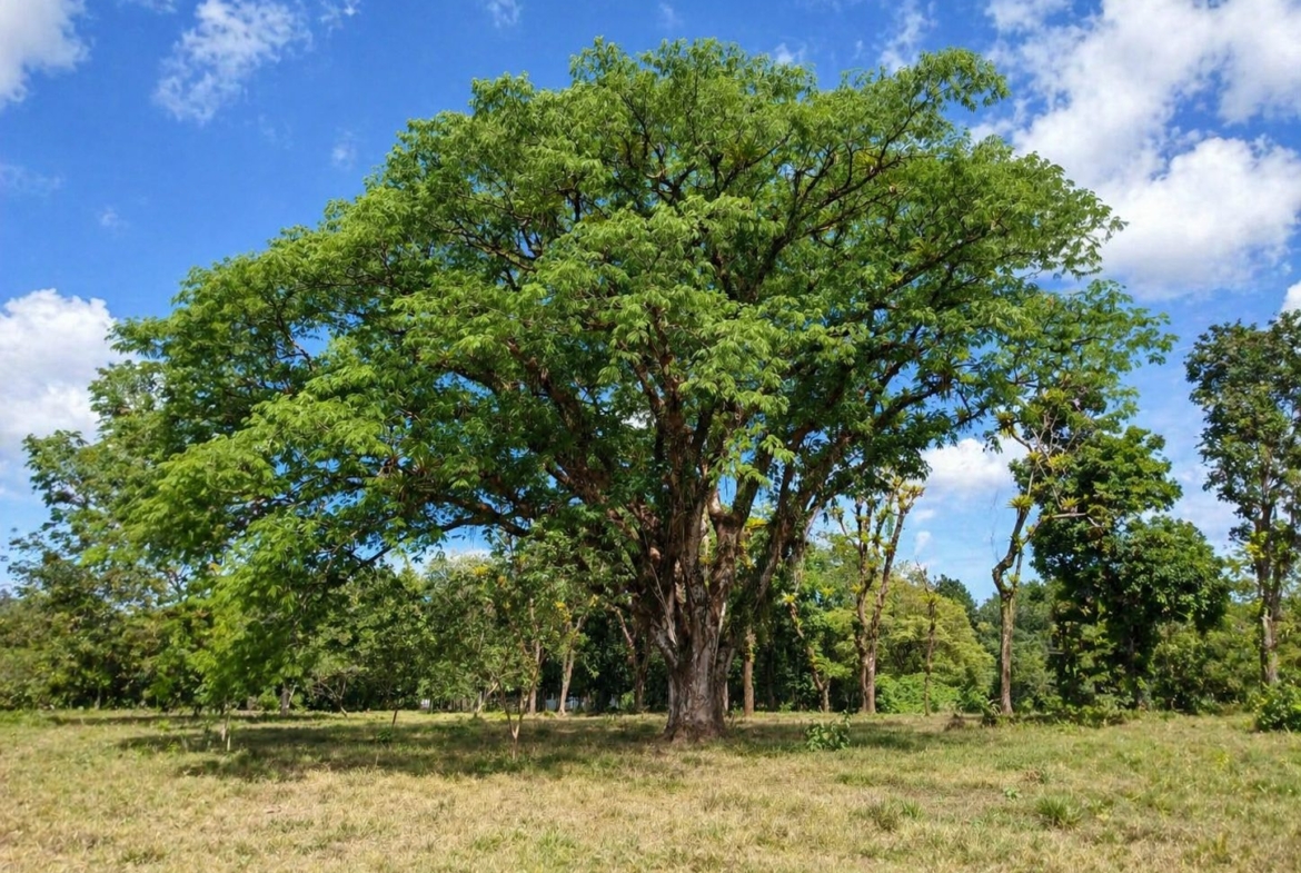 pixvae-veraguas-panama-ocean-view-land-for-sale